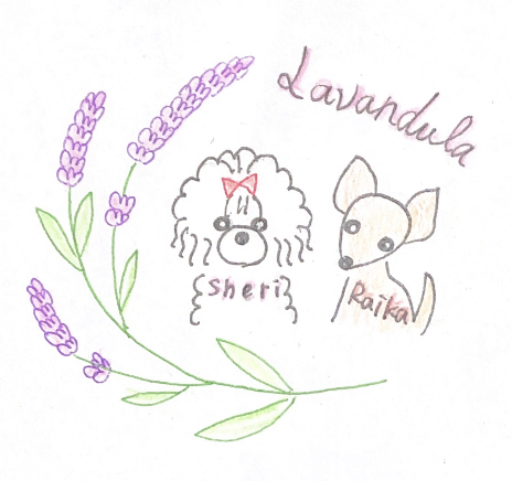 DogSalon Lavandula