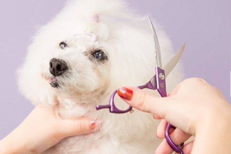 DogSalon Lavandula